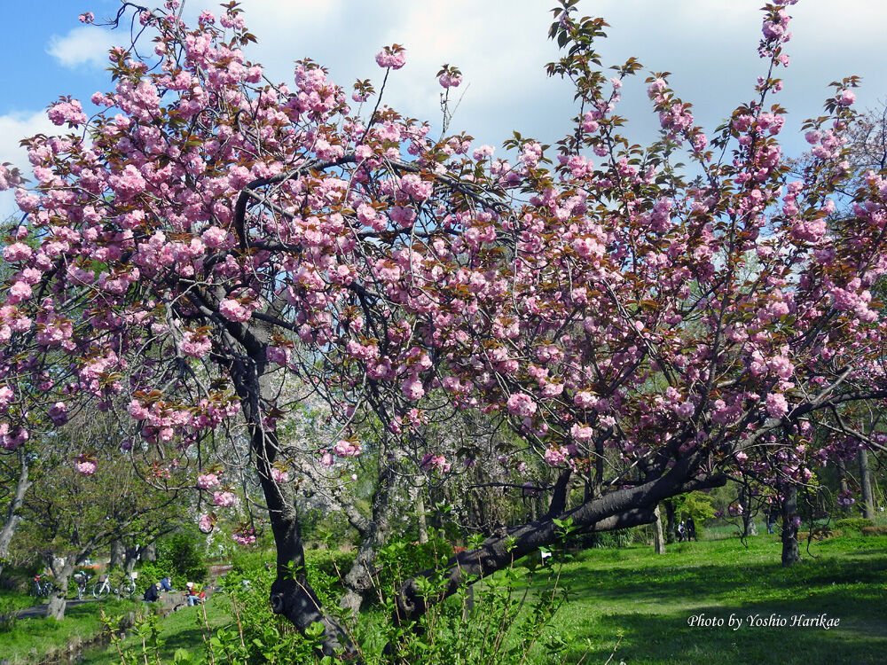 八重桜 関山 カンザン よっちゃんの道草散歩