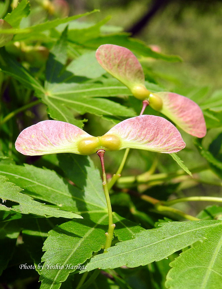 いろは紅葉 イロハモミジ の実 種 よっちゃんの道草散歩 いろは紅葉 イロハモミジ の実 種 よっちゃんの道草散歩