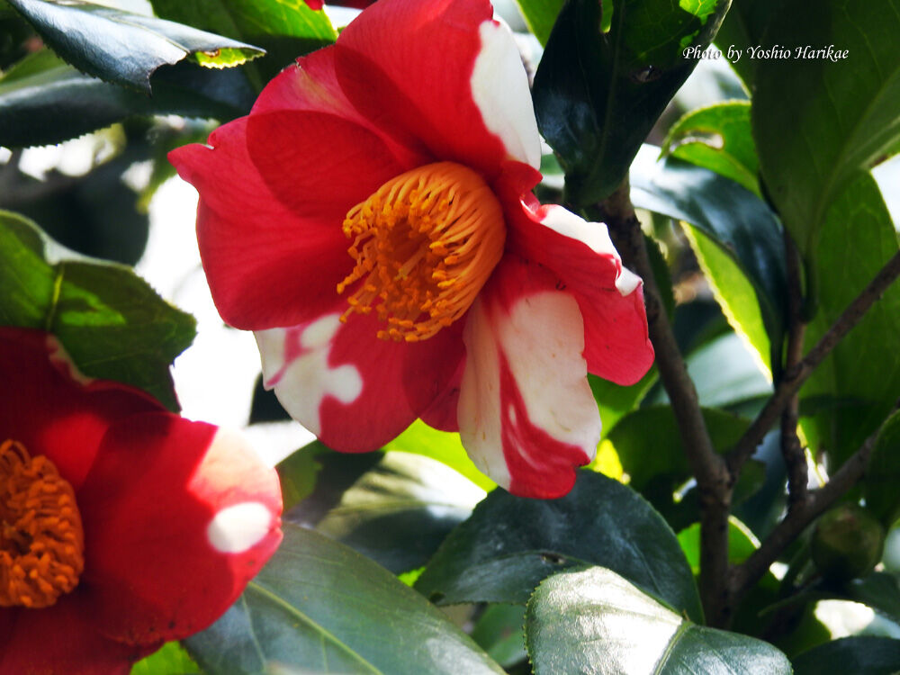 斑入り椿（フイリツバキ）中輪 : よっちゃんの道草散歩