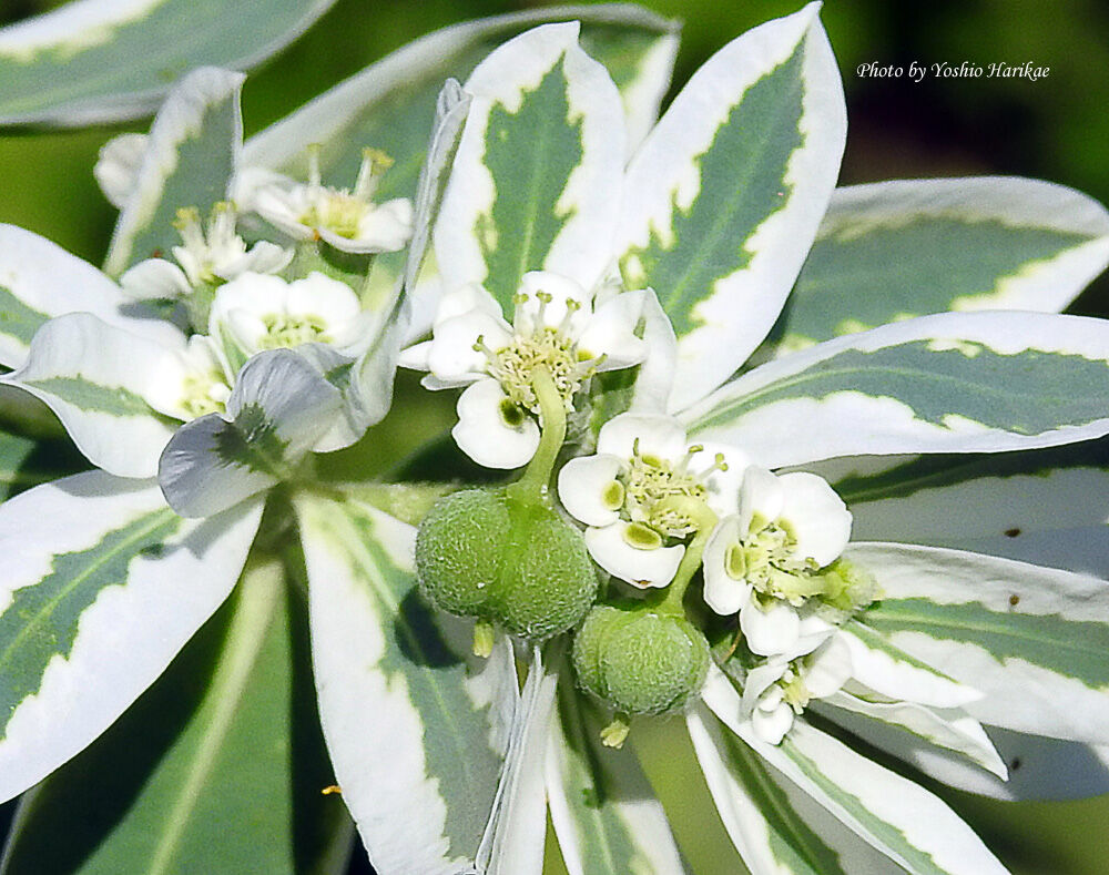 初雪草 ハツユキソウ よっちゃんの道草散歩