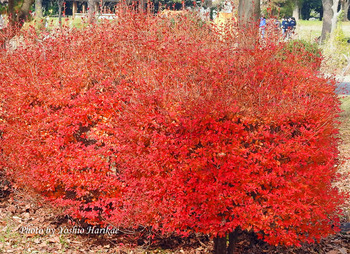 ■ドウダンツツジ■灯台躑躅■紅葉してます‼️■ 73bd3394-s.jpg