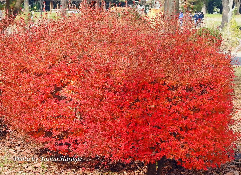 灯台躑躅（ドウダンツツジ）紅葉 : よっちゃんの道草散歩