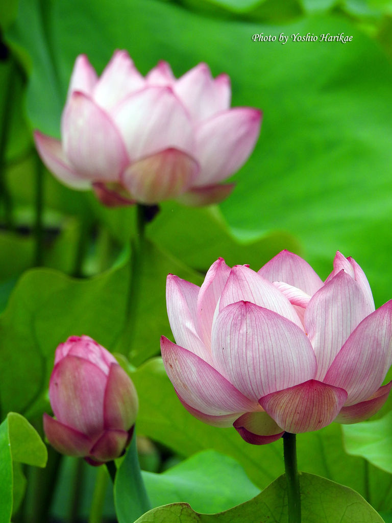 第５回 蓮 ハス よっちゃんの道草散歩