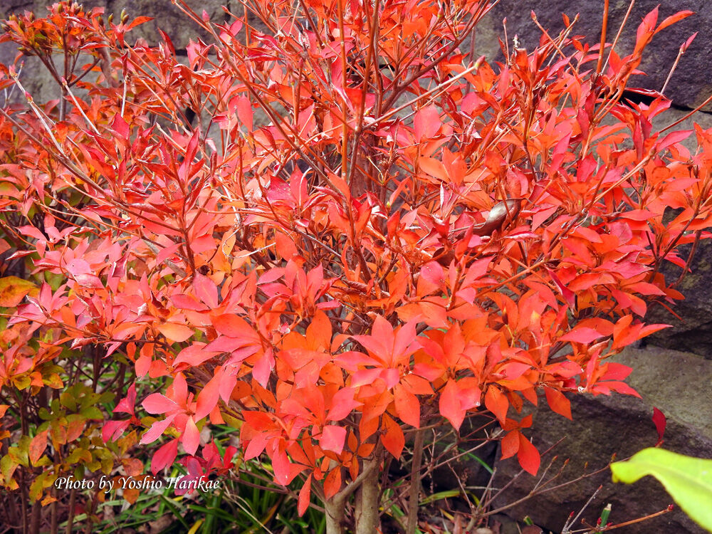 灯台躑躅（ドウダンツツジ）紅葉 : よっちゃんの道草散歩