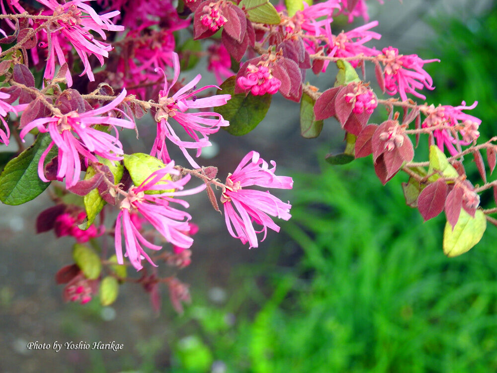 紅花常磐万作 ベニバナトキワマンサク と満作 マンサク よっちゃんの道草散歩