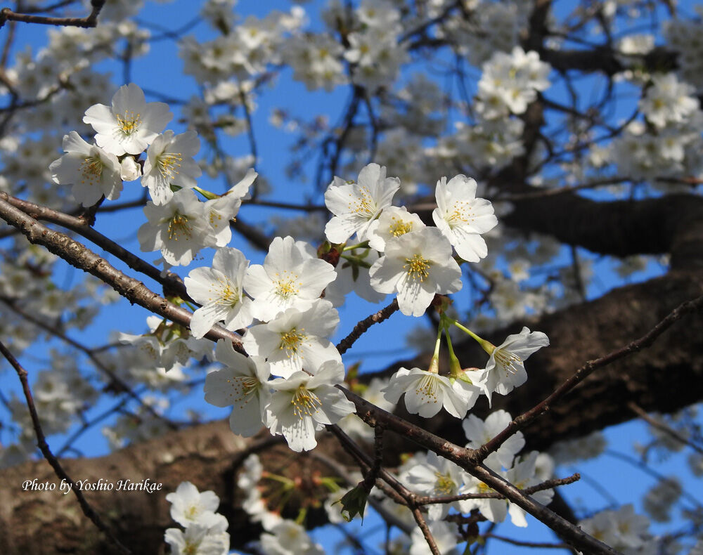 桜 サクラ 白い花 よっちゃんの道草散歩