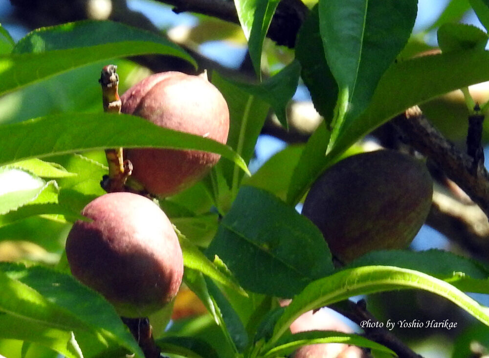 花桃 ハナモモ ピンクの実 よっちゃんの道草散歩