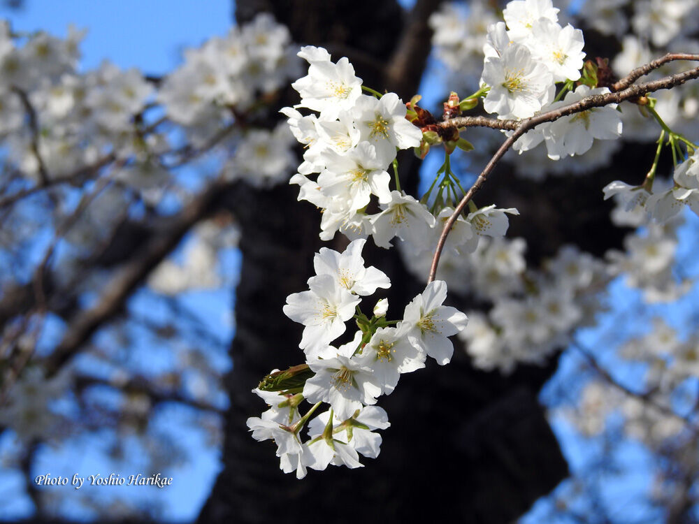 桜 サクラ 白い花 よっちゃんの道草散歩 桜 サクラ 白い花 よっちゃんの道草散歩