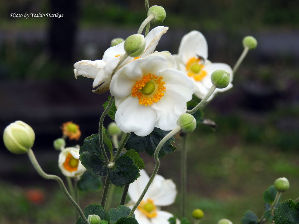 秋明菊 シュウメイギク 白 よっちゃんの道草散歩