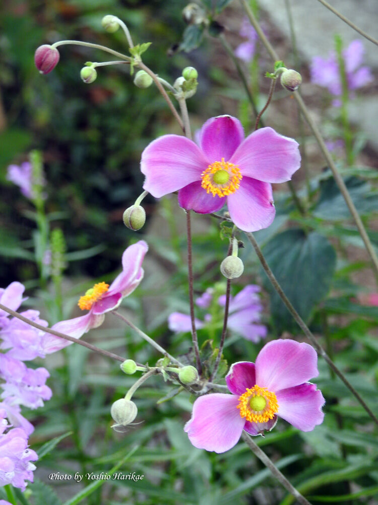 秋明菊 シュウメイギク ２種類 よっちゃんの道草散歩