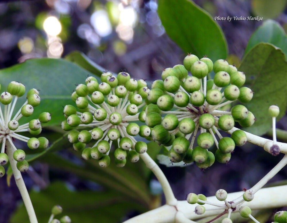 八つ手 ヤツデ の実 よっちゃんの道草散歩