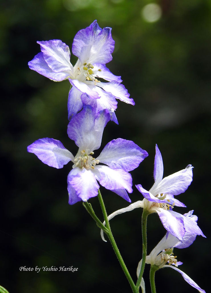 千鳥草 チドリソウ よっちゃんの道草散歩