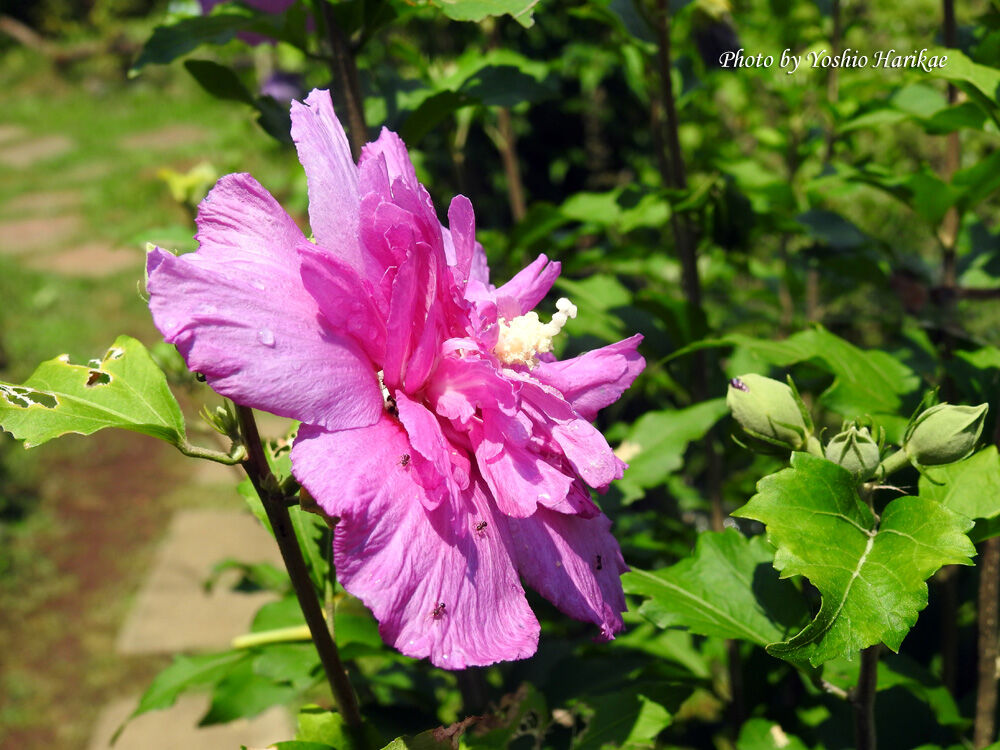 木槿 ムクゲ 八重咲き ピンク よっちゃんの道草散歩 木槿 ムクゲ 八重咲き ピンク よっちゃんの道草散歩