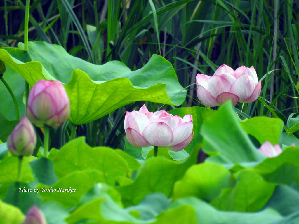 第５回 蓮 ハス よっちゃんの道草散歩