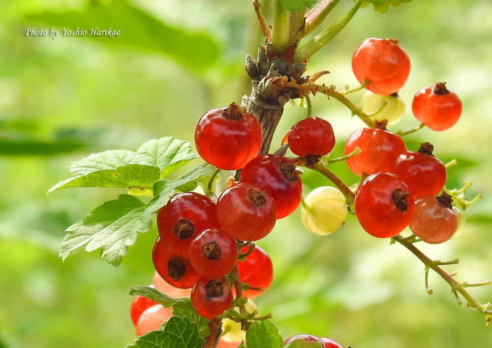 赤房酸塊 アカフサスグリ よっちゃんの道草散歩 赤房酸塊 アカフサスグリ よっちゃんの道草散歩