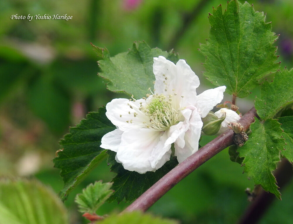 ブラックベリーとラズベリーの花 よっちゃんの道草散歩