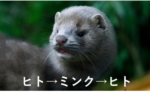 ミンク図1