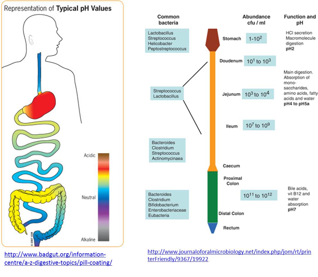 消化管のpHの変更は病気とリンクしていないか？ 宇野コラム Uno column