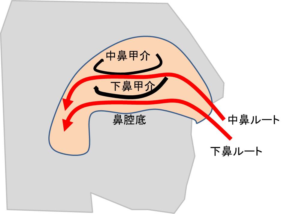 経鼻内視鏡検査 2 下鼻ルートの問題 宇野コラム Uno Column 経鼻内視鏡検査 2 下鼻ルートの問題 宇野コラム Uno Column