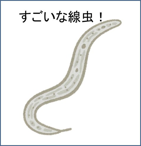 線虫