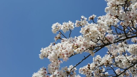 sakura