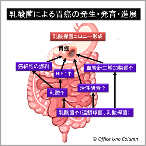 乳酸菌いがん