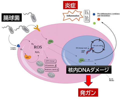 はつがん