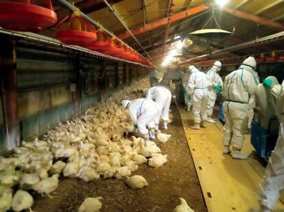 【緊急事態】鳥インフルエンザでたまごが枯渇!? : ちょこっと調べ