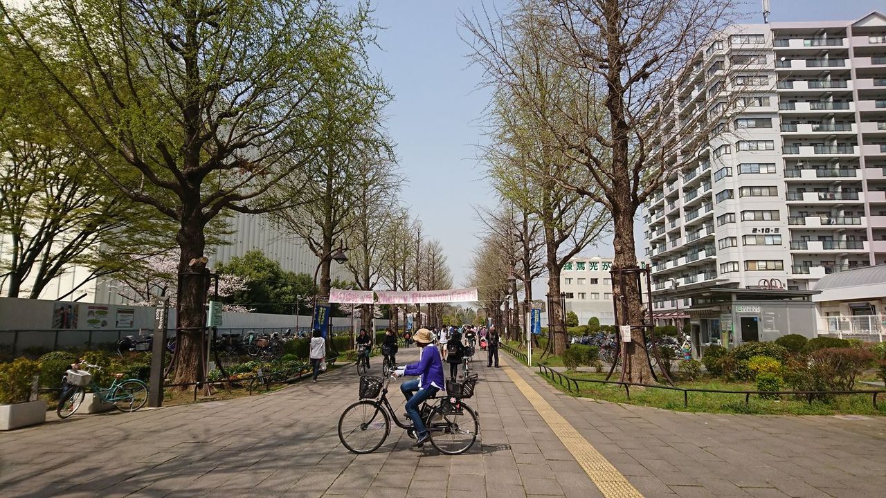 練馬区光が丘公園の最後の桜ー年住んだ光が丘の家から撤収へ 夫婦で完全リタイア 吉川タイムズonline 練馬区光が丘公園の最後の桜ー年住んだ光が丘の家から撤収へ 夫婦で完全リタイア 吉川タイムズonline