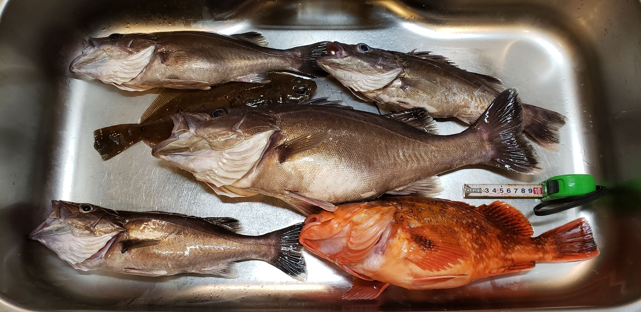 22 6 18 銚子 外川 政勝丸 根魚五目 ヨシケンが気楽に釣りをして 真剣に料理を作り 適当なことを言うblog 22 6 18 銚子 外川 政勝丸 根魚五目 ヨシケンが気楽に釣りをして 真剣に料理を作り 適当なことを言うblog