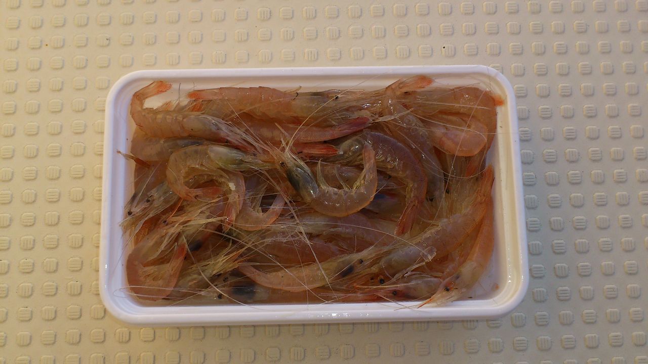 キハダ狙いにこんな餌を使ってみた ヨシケンが気楽に釣りをして 真剣に料理を作り 適当なことを言うblog