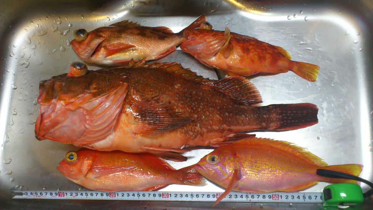 13 08 16 大原 考栄丸 根魚五目 ヨシケンが気楽に釣りをして 真剣に料理を作り 適当なことを言うblog