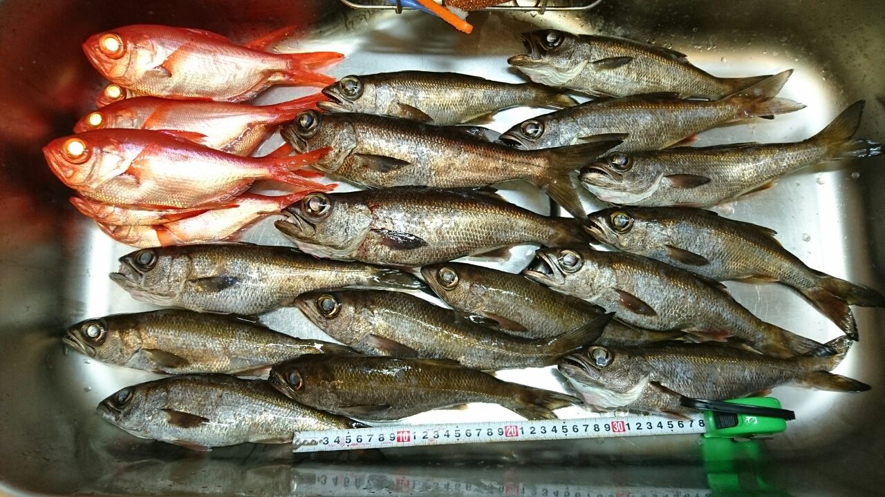 16 09 18 東伊豆 網代 つちそう丸 半夜クロムツ ヨシケンが気楽に釣りをして 真剣に料理を作り 適当なことを言うblog 16 09 18 東伊豆 網代 つちそう丸 半夜クロムツ ヨシケンが気楽に釣りをして 真剣に料理を作り 適当なことを言うblog