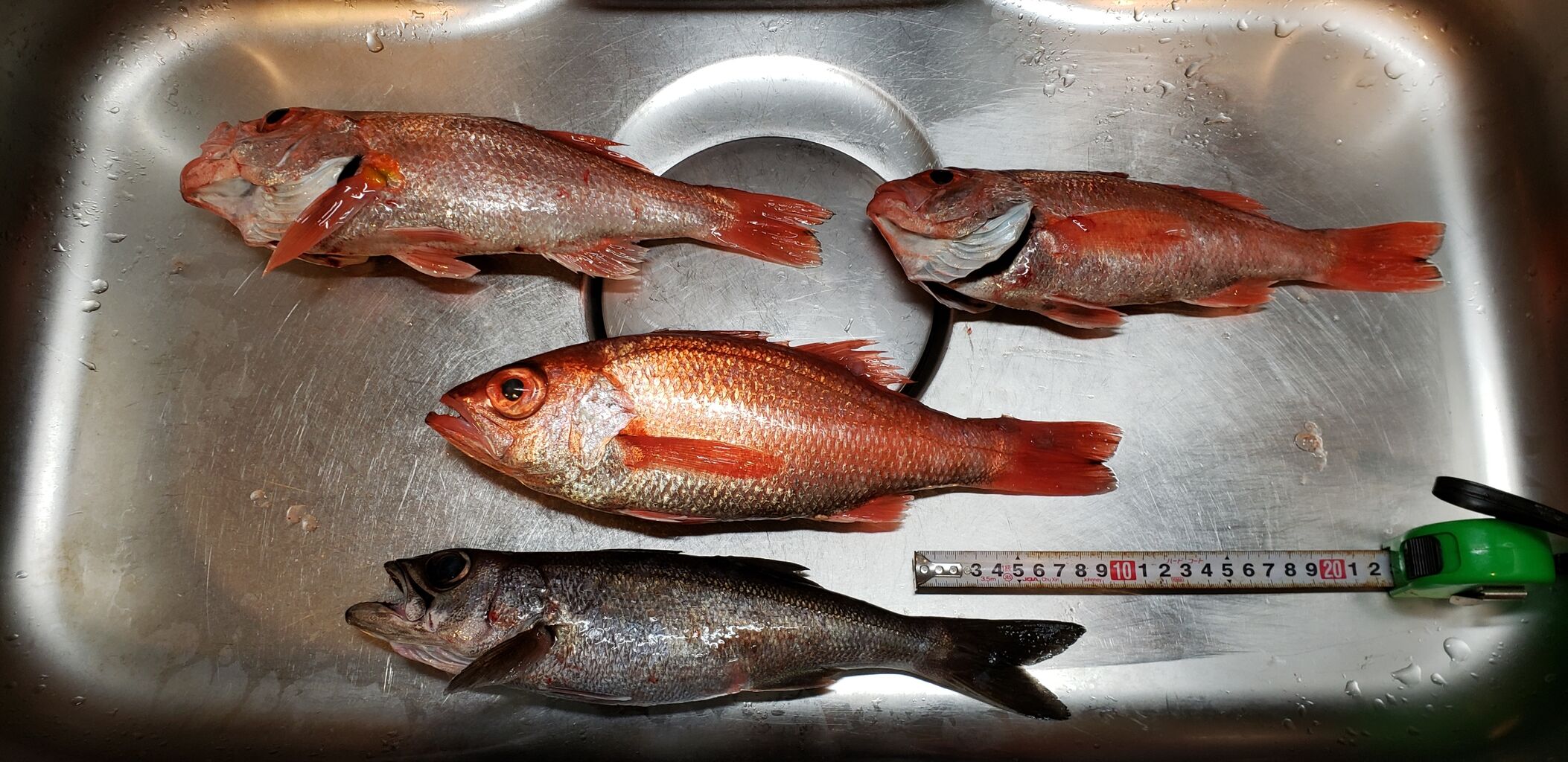 ヨシケンが気楽に釣りをして 真剣に料理を作り 適当なことを言うblog