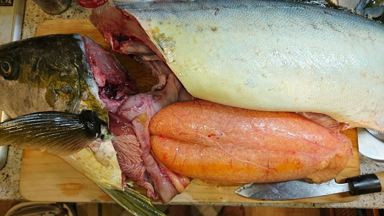 御宿沖で釣った産卵期のヒラマサは旨かった ヨシケンが気楽に釣りをして 真剣に料理を作り 適当なことを言うblog 御宿沖で釣った産卵期のヒラマサは旨かった ヨシケンが気楽に釣りをして 真剣に料理を作り 適当なことを言うblog