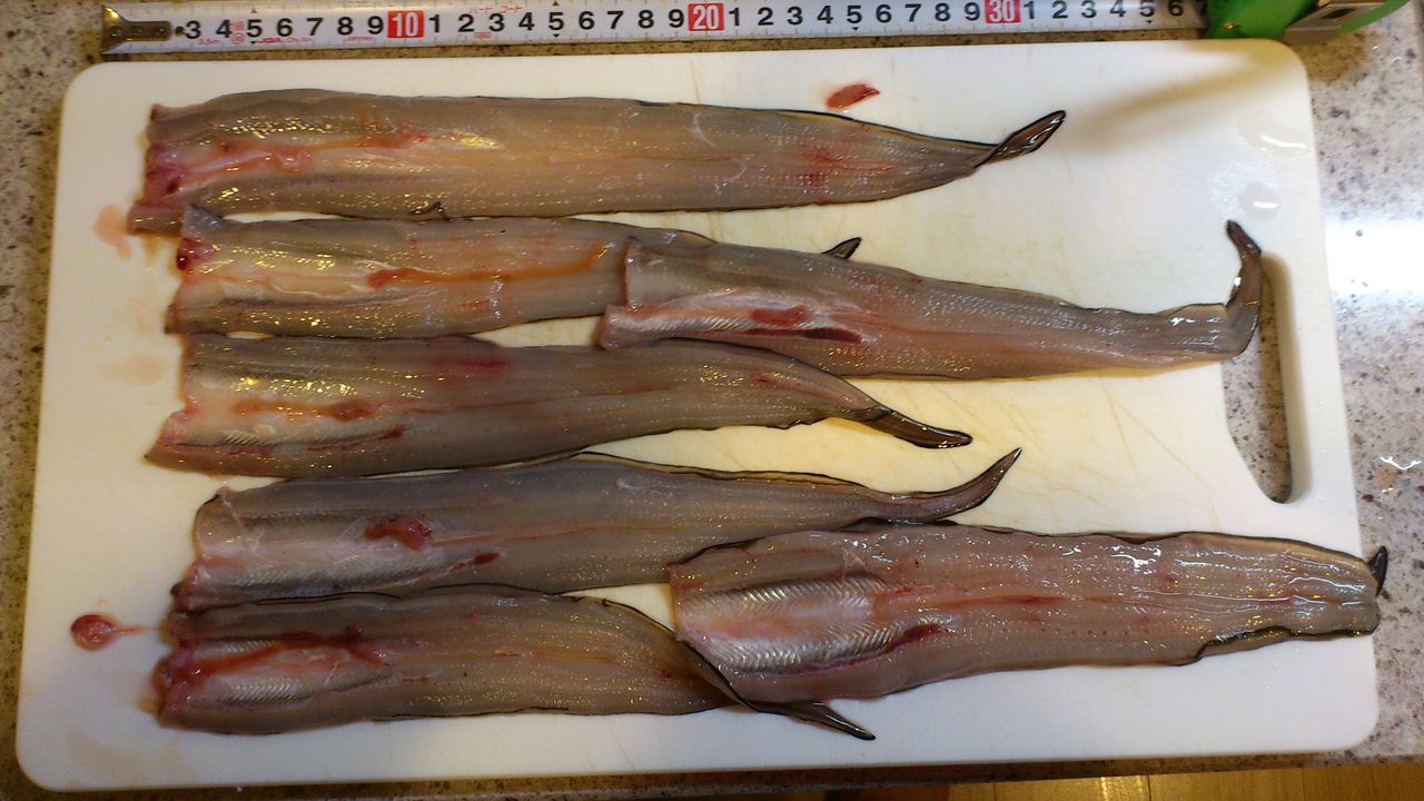 15 05 09 川崎 中山丸 キス アナゴ ヨシケンが気楽に釣りをして 真剣に料理を作り 適当なことを言うblog 15 05 09 川崎 中山丸 キス アナゴ ヨシケンが気楽に釣りをして 真剣に料理を作り 適当なことを言うblog