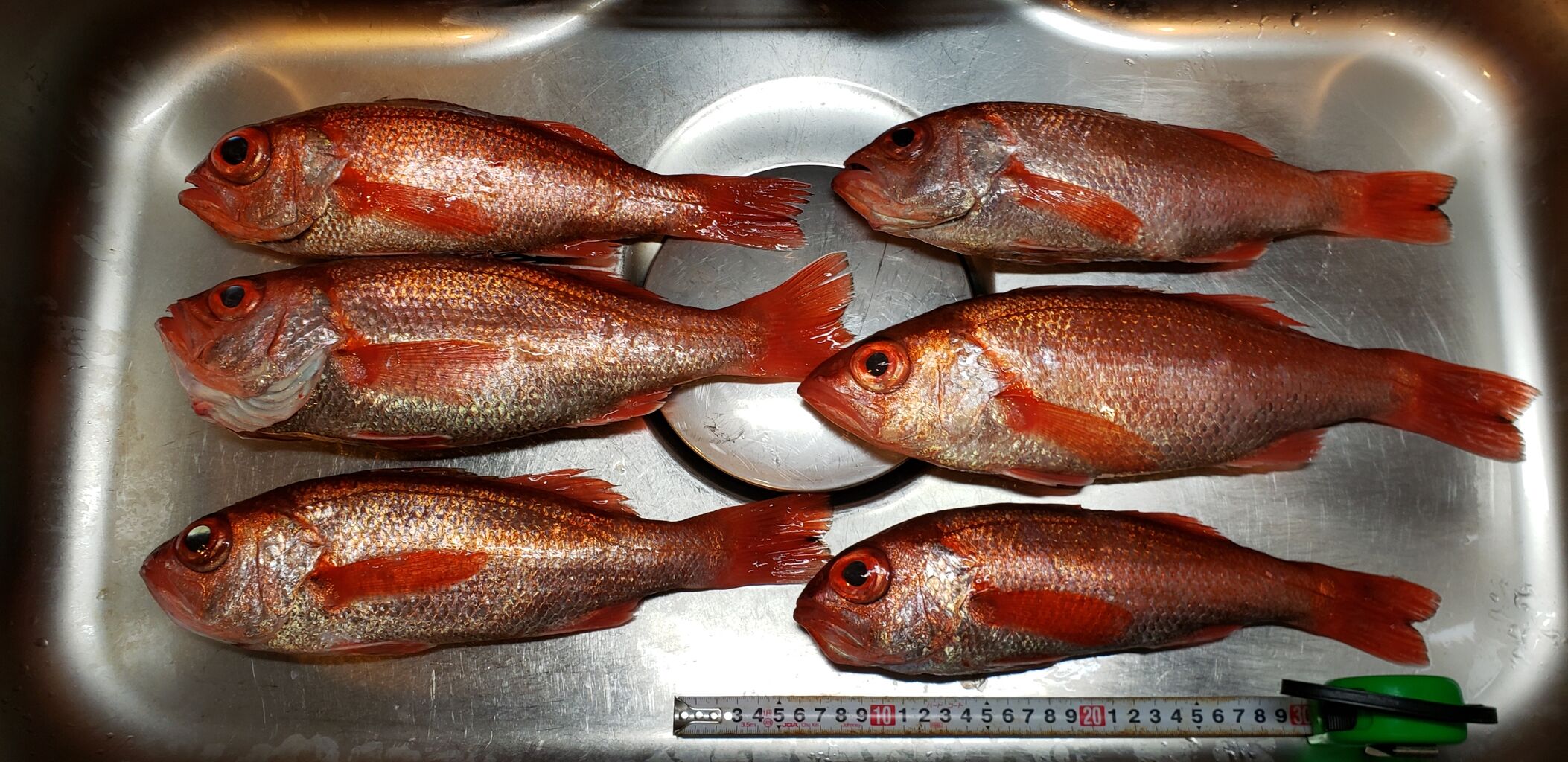 ヨシケンが気楽に釣りをして 真剣に料理を作り 適当なことを言うblog ヨシケンが気楽に釣りをして 真剣に料理を作り 適当なことを言うblog