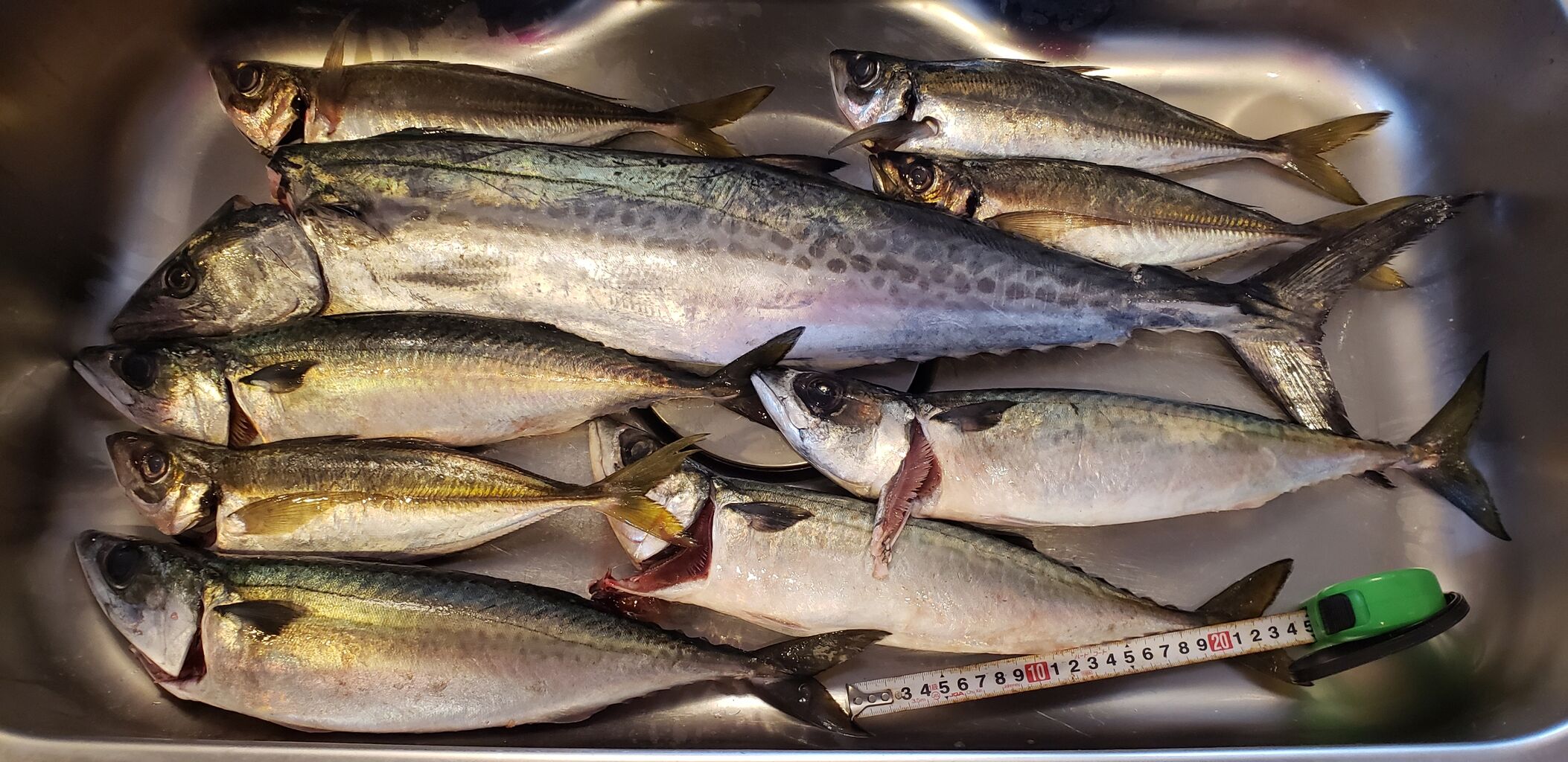 ネット通販 漁師直送 昭和丸 特選鮮魚上級セット ヨシケンが気楽に釣りをして 真剣に料理を作り 適当なことを言うblog