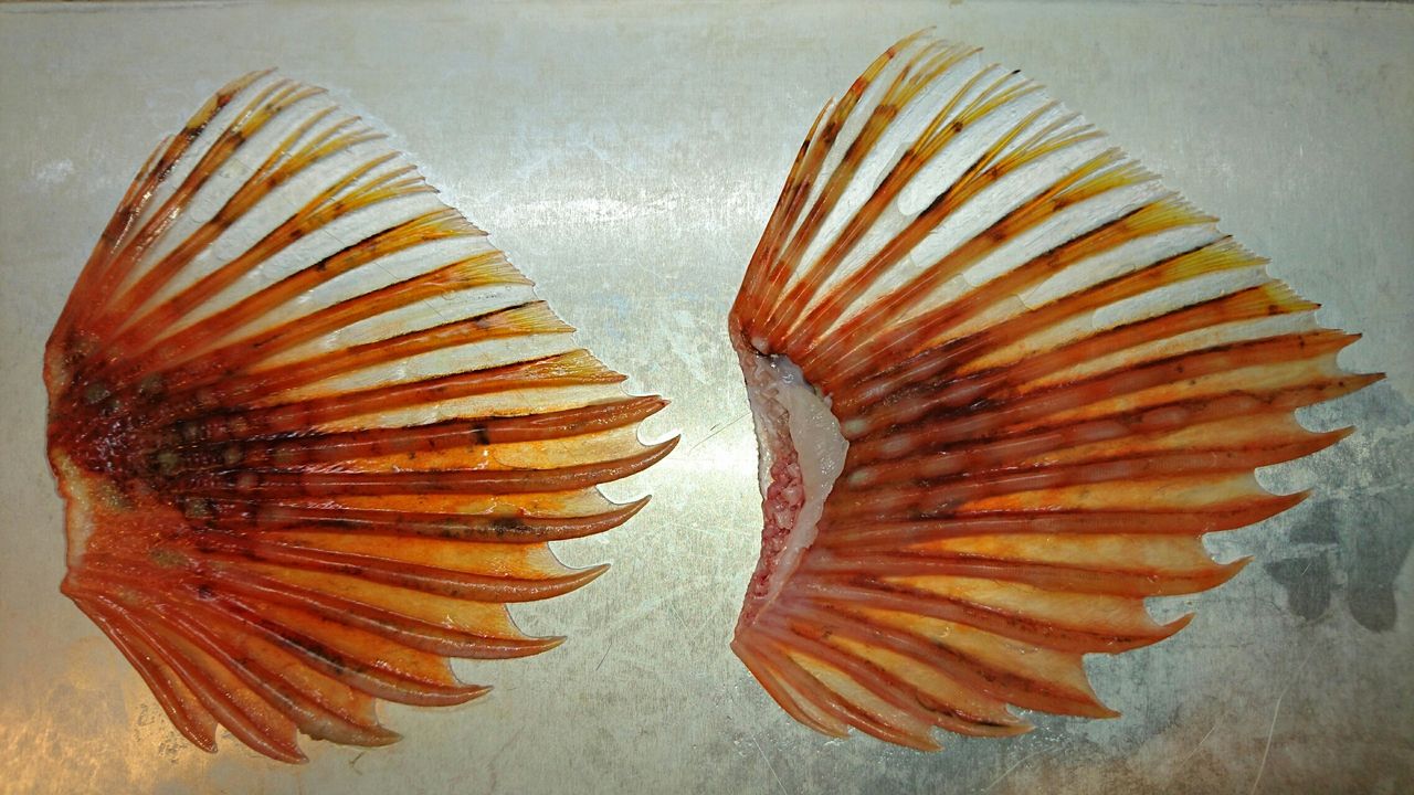 無料ダウンロードカンコ 魚 料理 魚のすべて