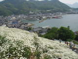 除虫菊