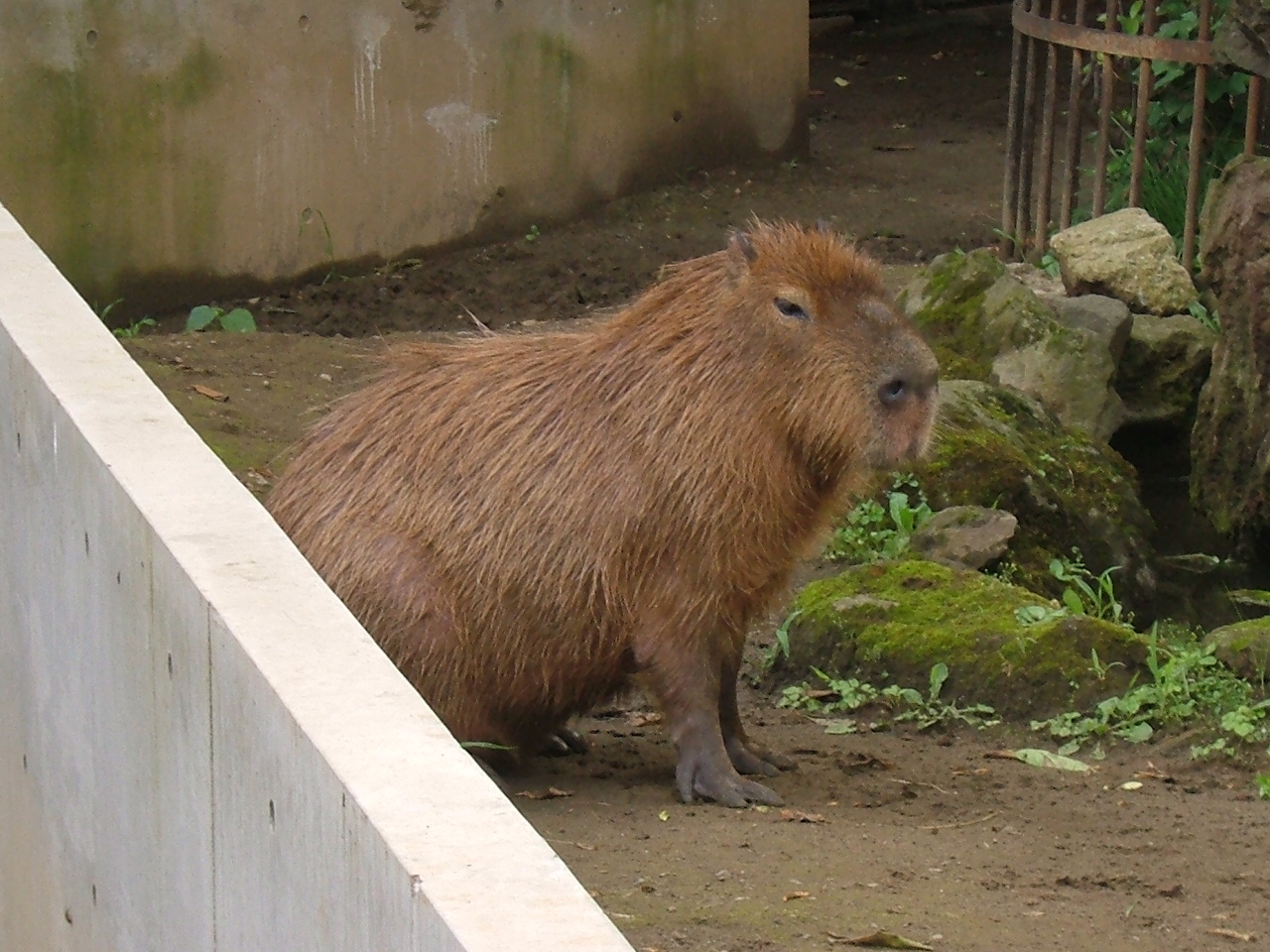 最高の動物画像 最高世界 で 一 番 大きい 動物