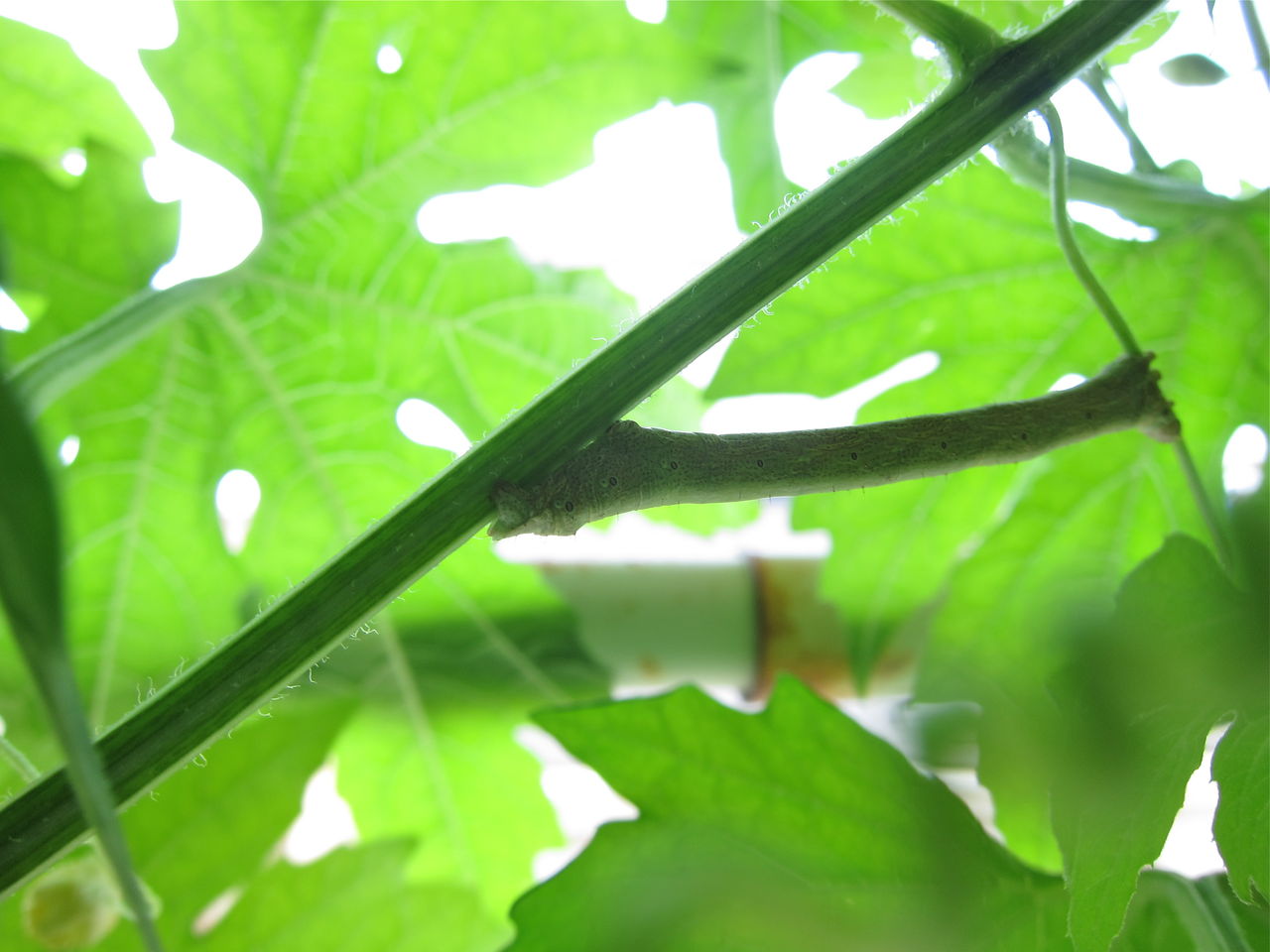 ゴーヤに尺取り虫 羊がめぐる冒険