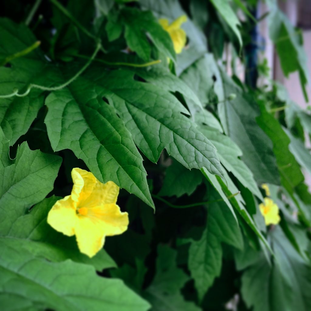 ゴーヤに尺取り虫 羊がめぐる冒険 ゴーヤに尺取り虫 羊がめぐる冒険