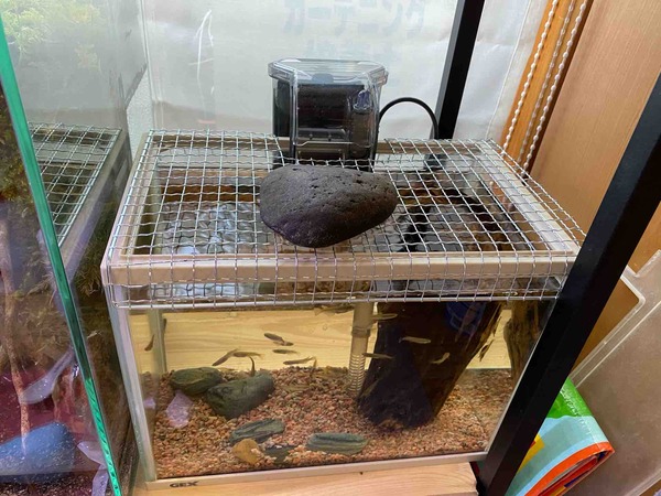 100均用品でザリガニ脱走防止 45時半 100均用品でザリガニ脱走防止 45時半