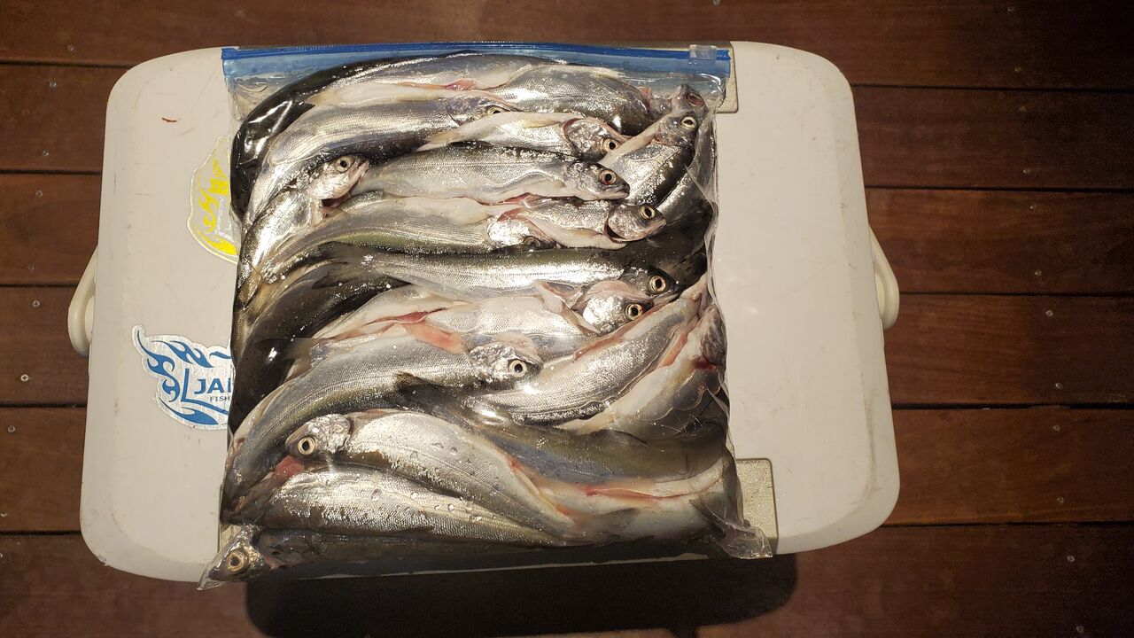 甲州の渓流釣りバカ日誌 21年 ヒメマス釣り 甲州の渓流釣りバカ日誌 21年 ヒメマス釣り