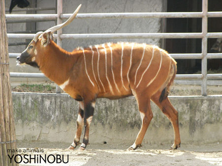 ボンゴ亡くなる 東山動植物園 Yoshinobu 羊毛フェルトでつくる動物