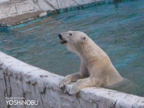 東山動物園 ナイトズー Yoshinobu 羊毛フェルトでつくる動物 東山動物園 ナイトズー Yoshinobu 羊毛フェルトでつくる動物