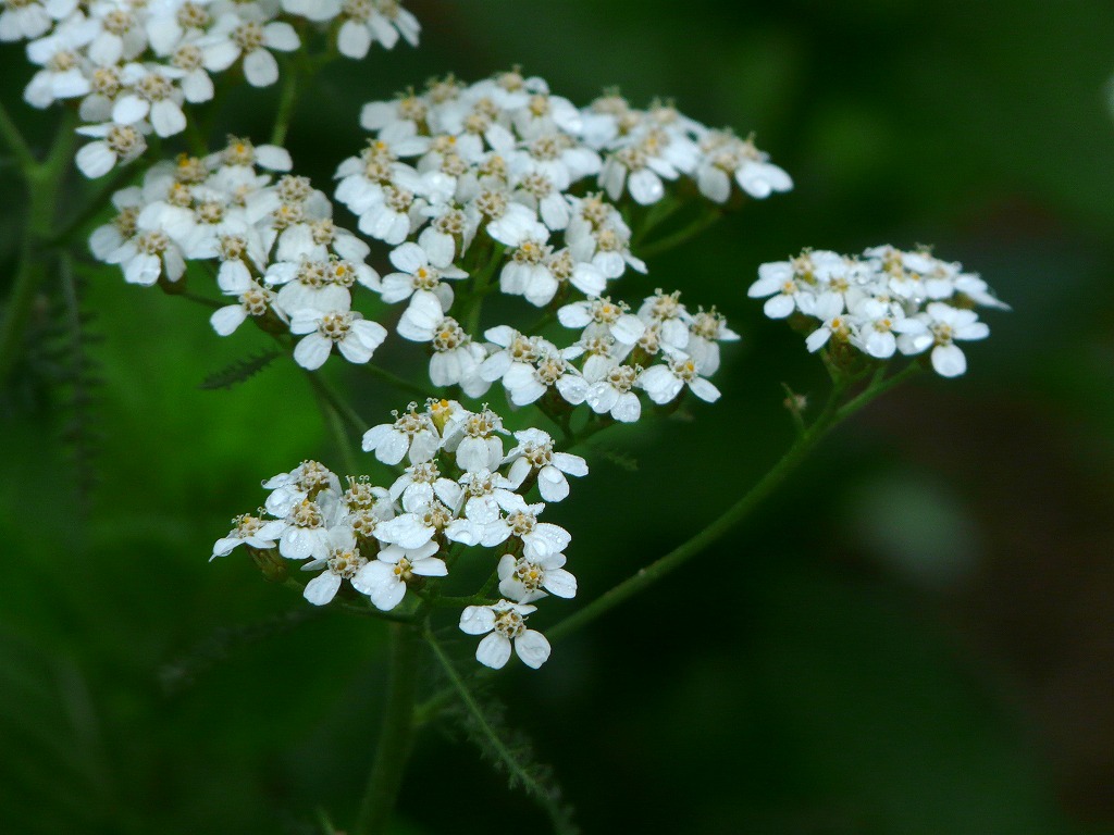 セイヨウノコギリソウ キバナノコギリソウ 定年後のうつ 鬱 病