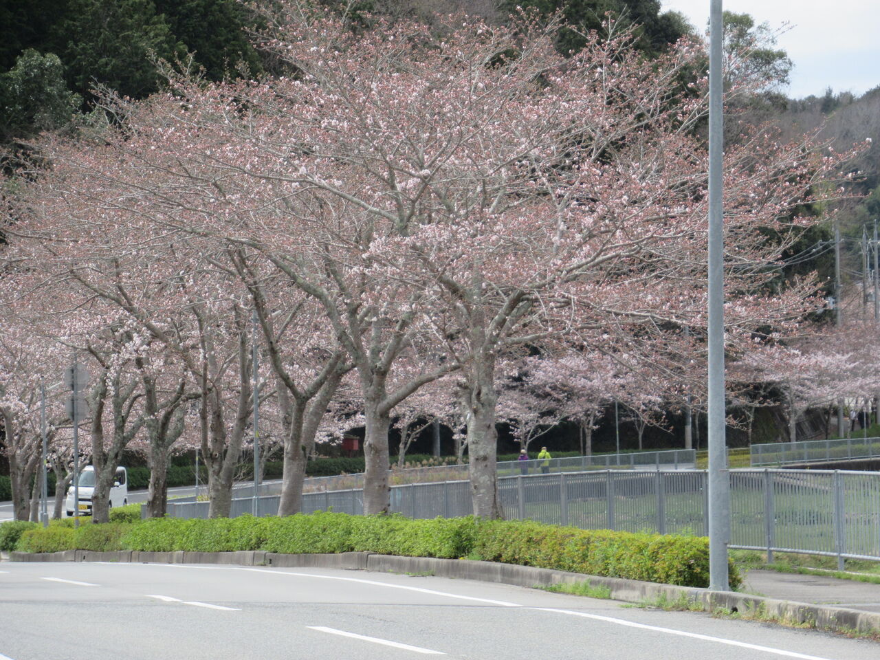 猪名川町桜ロードのソメイヨシノ 開花から二分咲き程度 由さん のくらしの便り