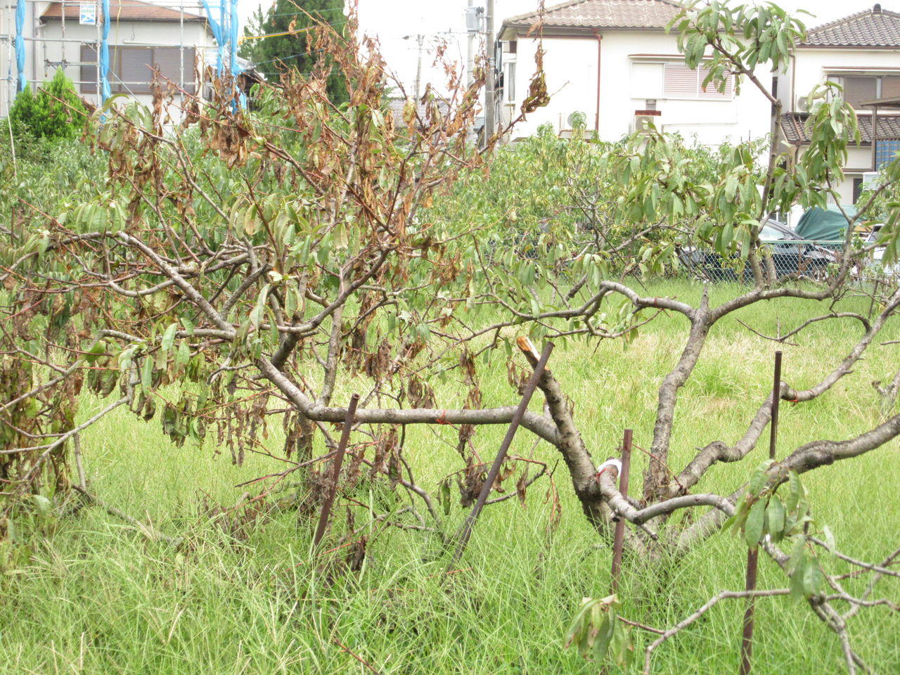台風２１号 川西の桃の木も少なからず被害 由さん のくらしの便り